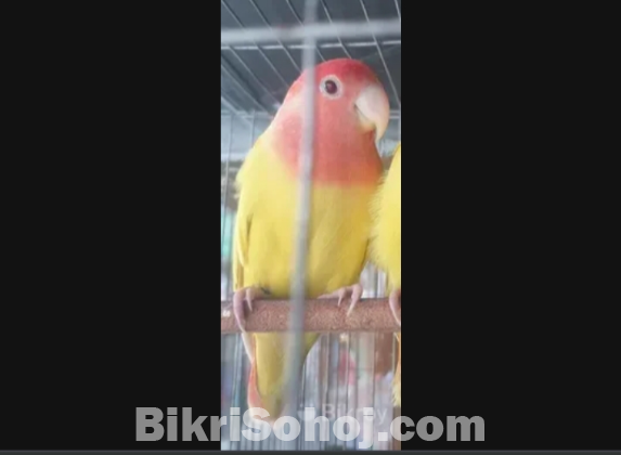 Love bird